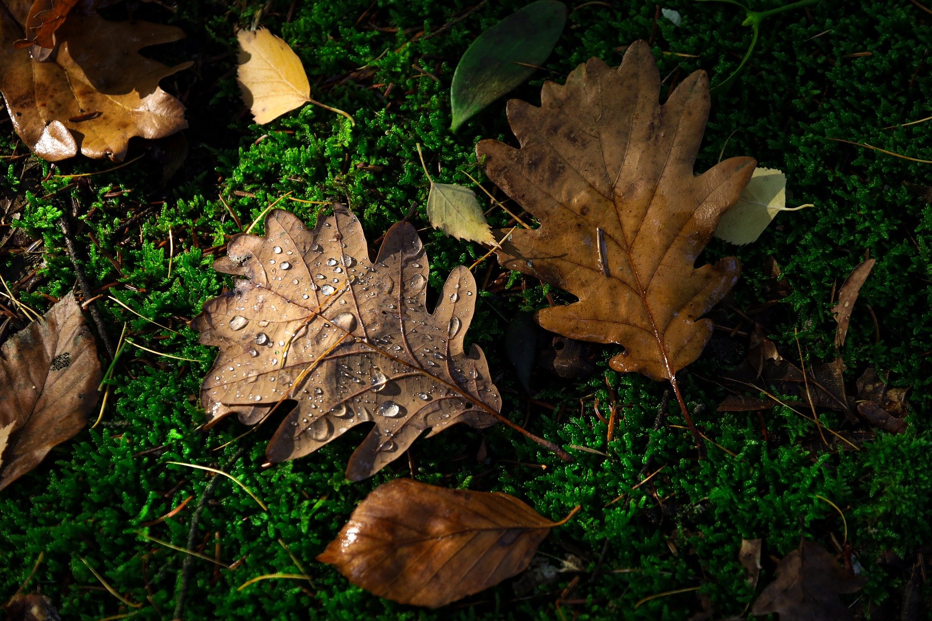 Leaves
