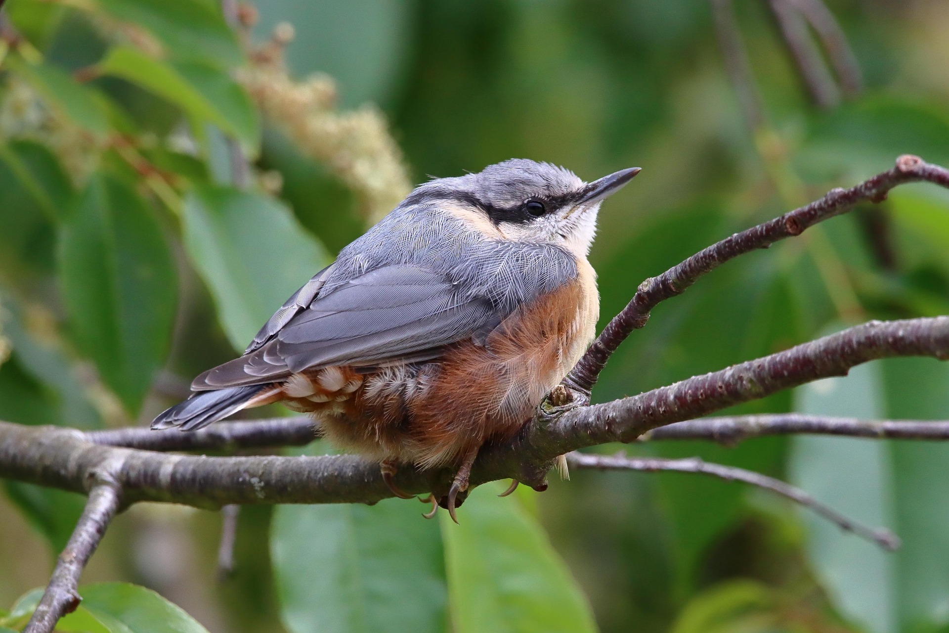 Nuthatch