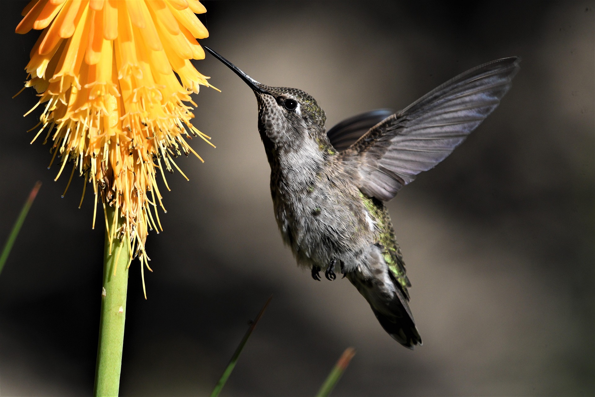 Anna's Hummingbird