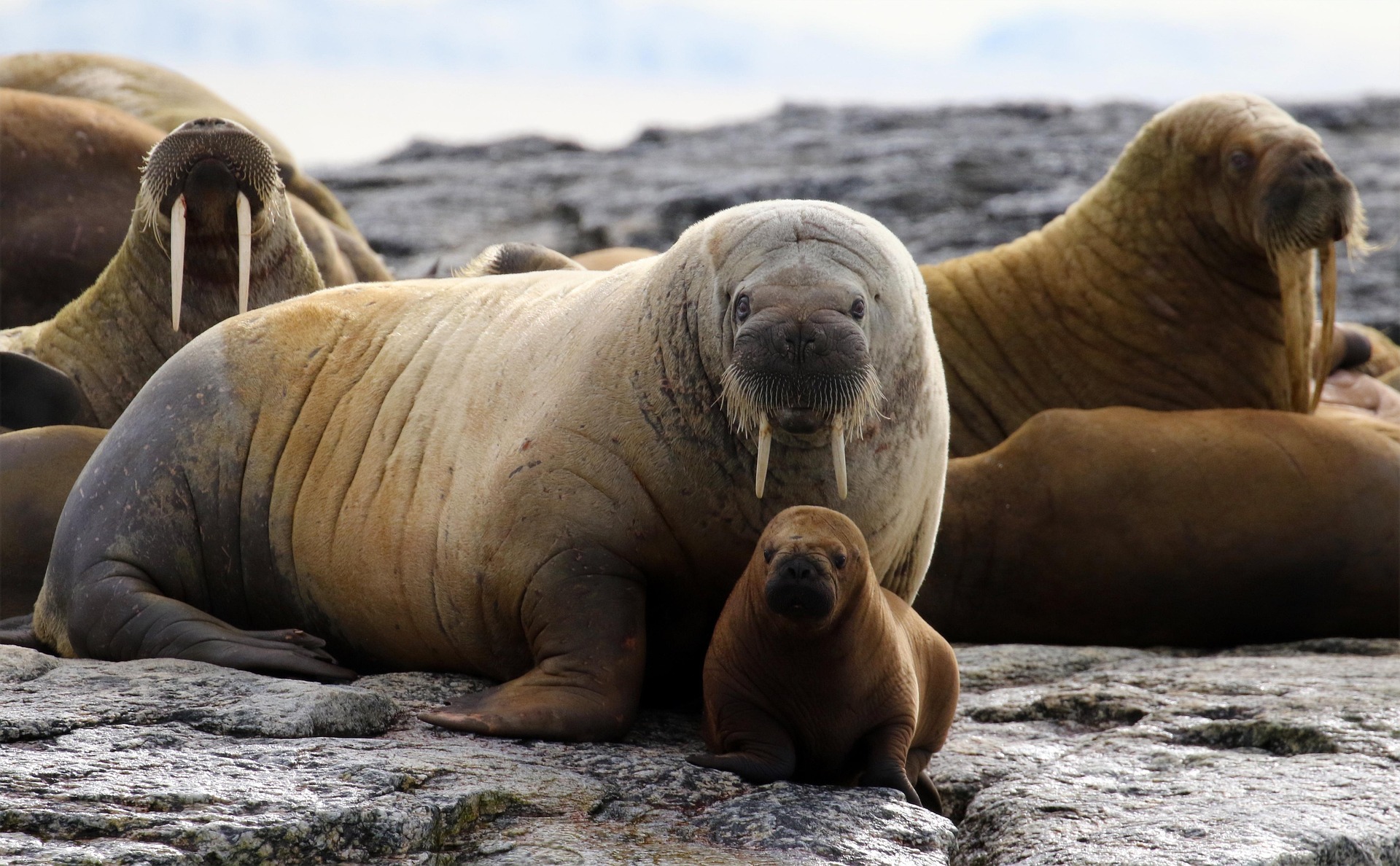 Walrus