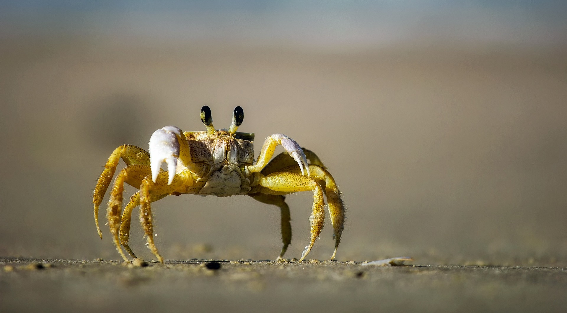 Atlantic Ghost Crab