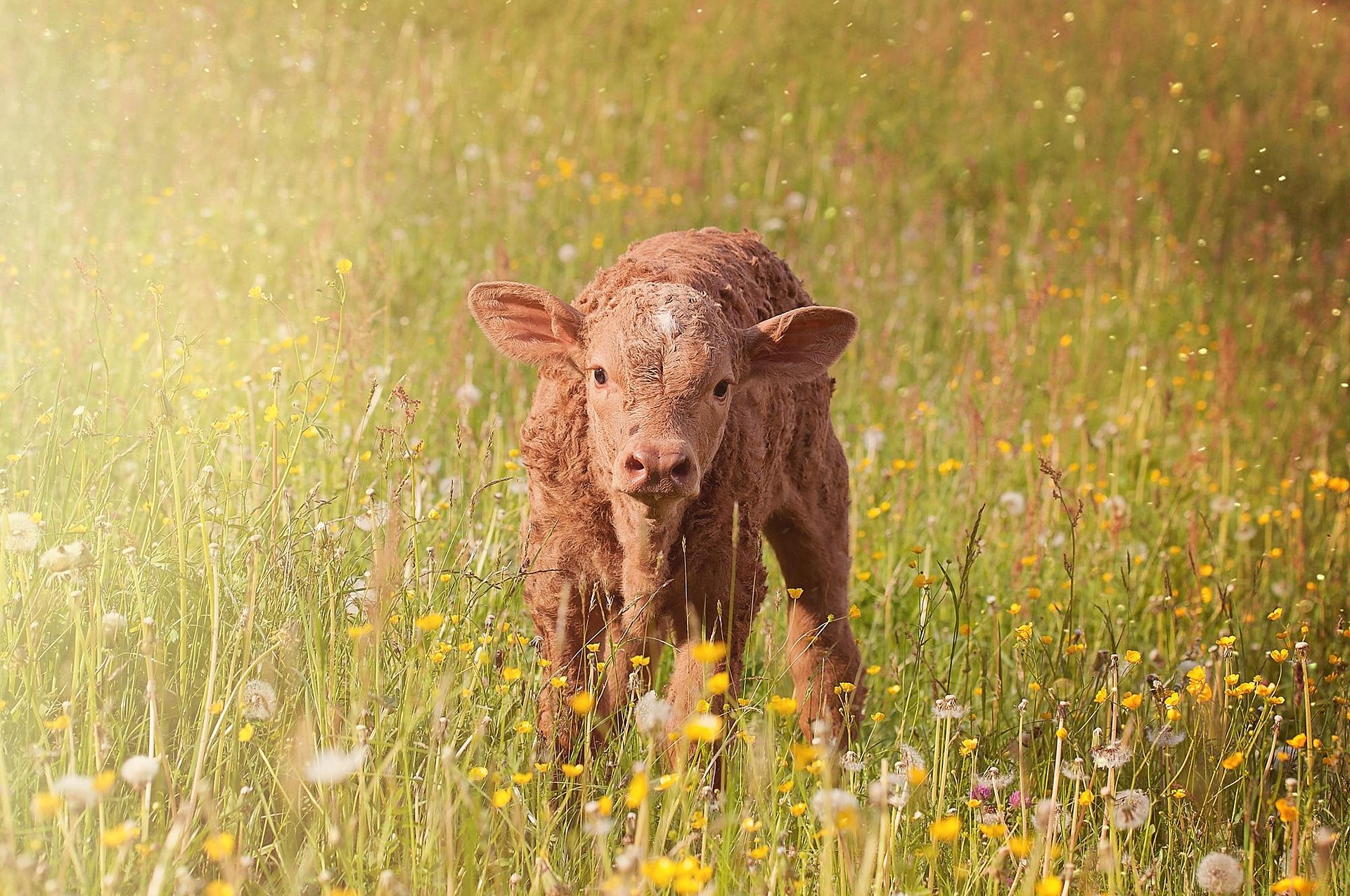 Cow Calf