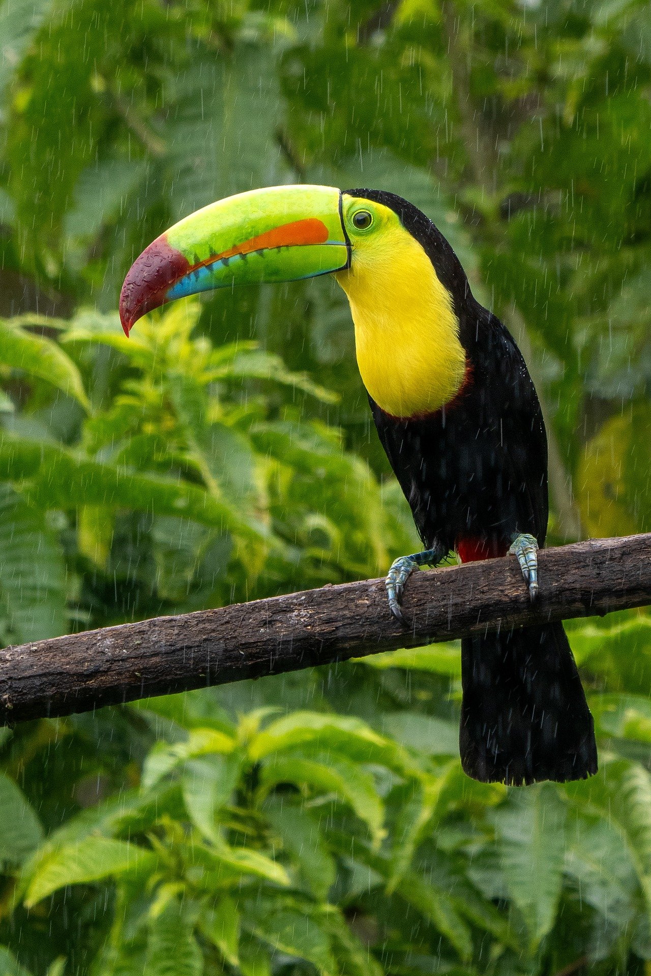 Keel-billed Toucan
