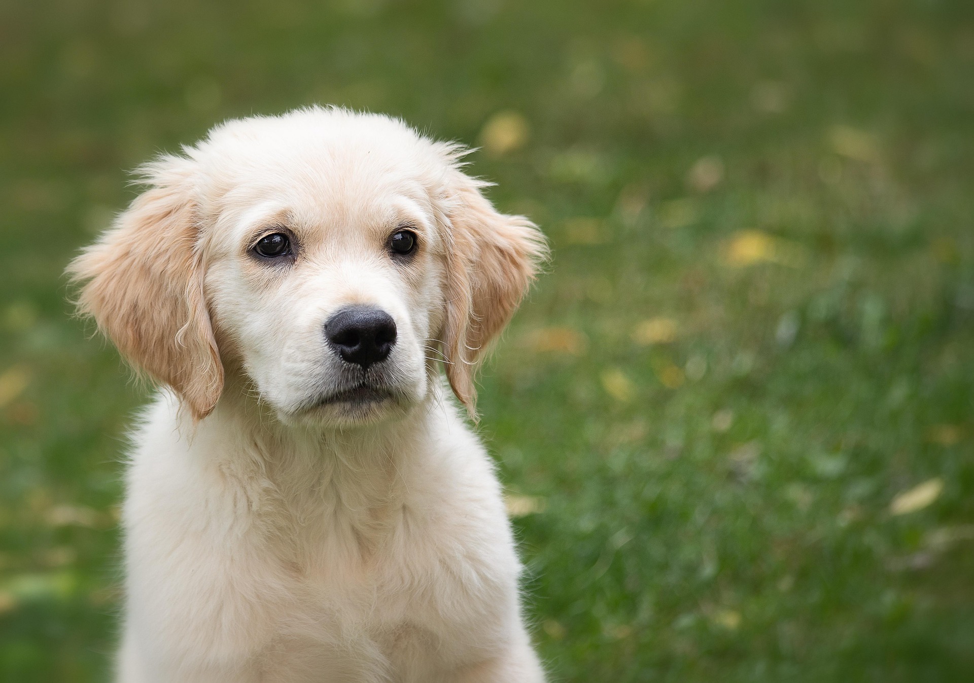 Golden Retriever Puppy