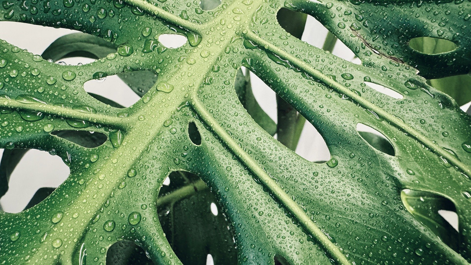 Leaf