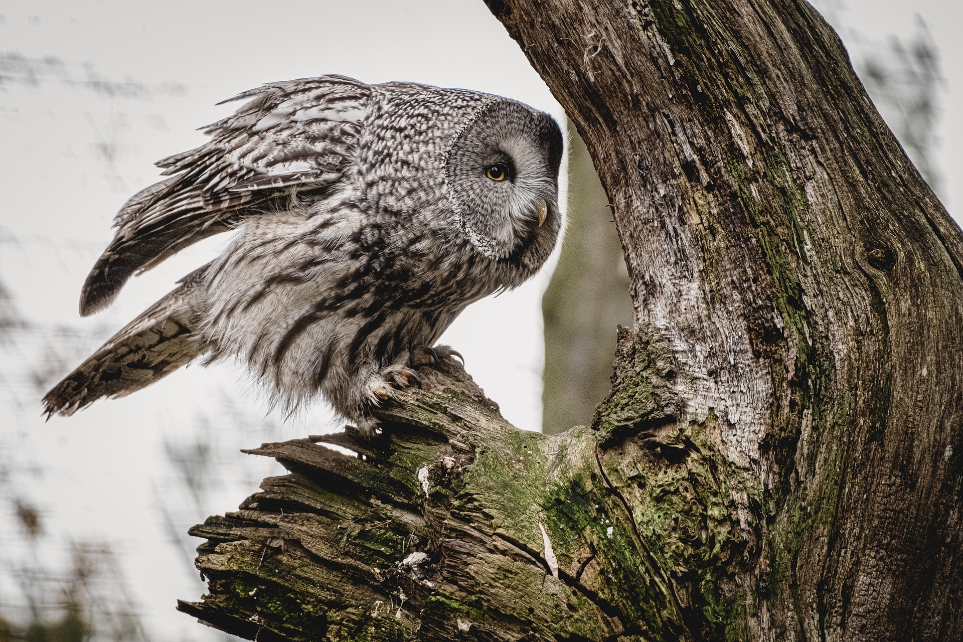 Owl