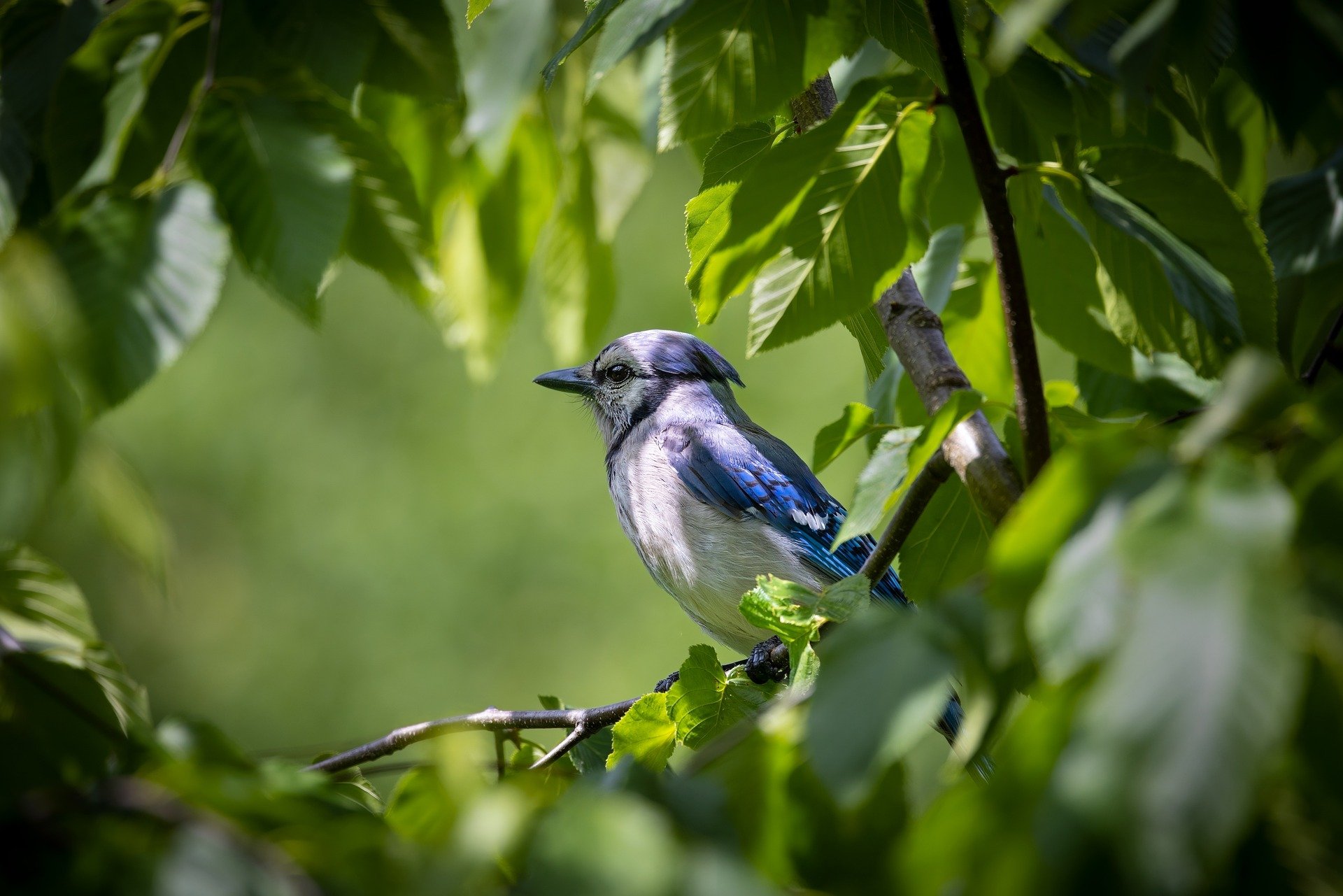 Blue Jay Bird