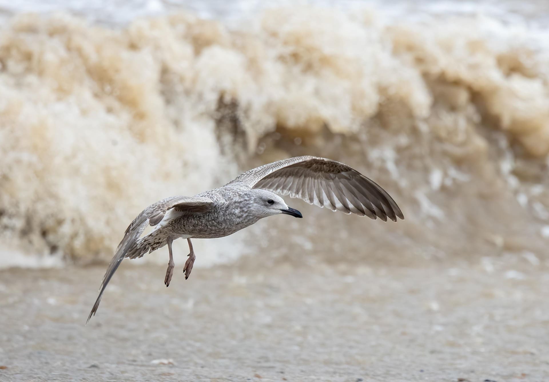 Gull Bird