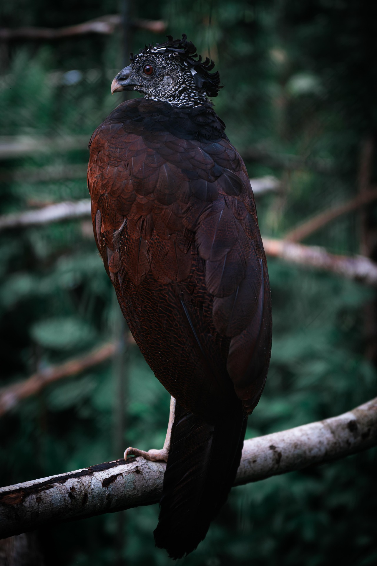 Curassow