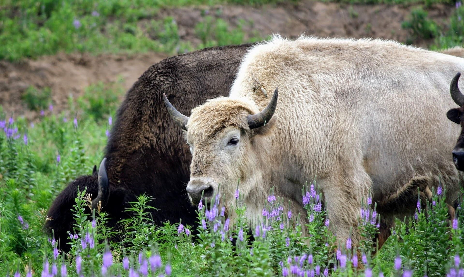 White Bison
