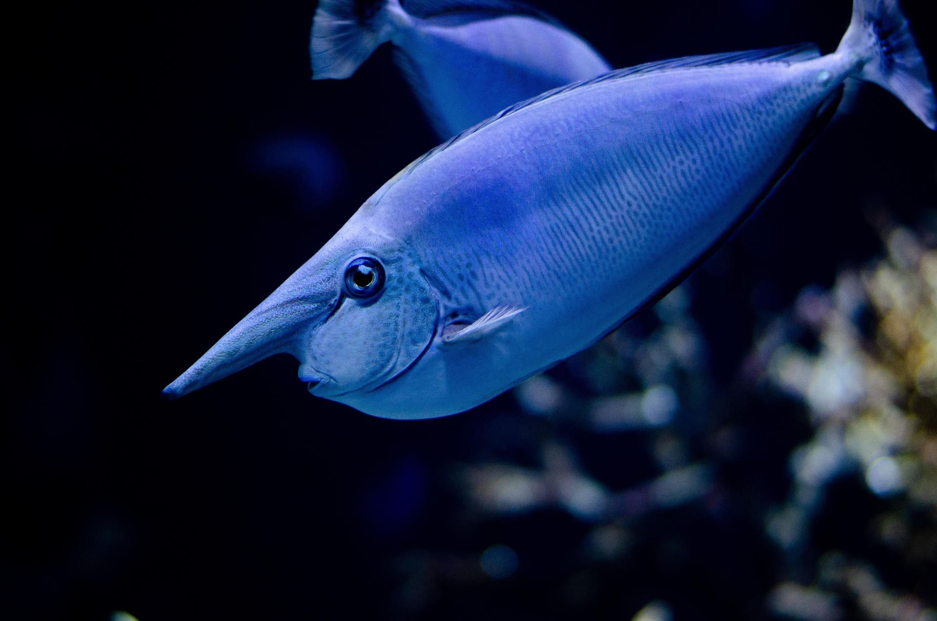 Fish