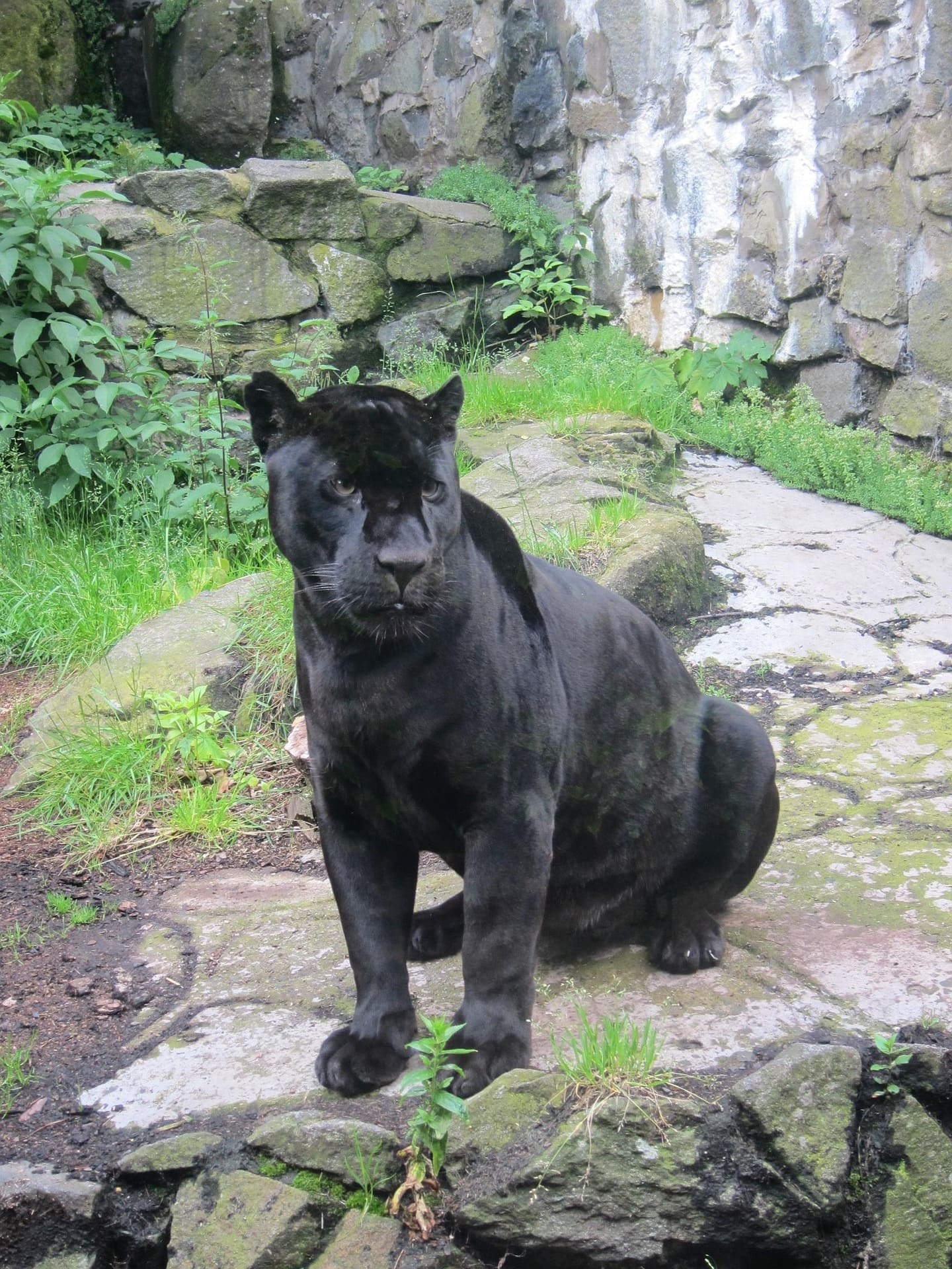 Jaguar