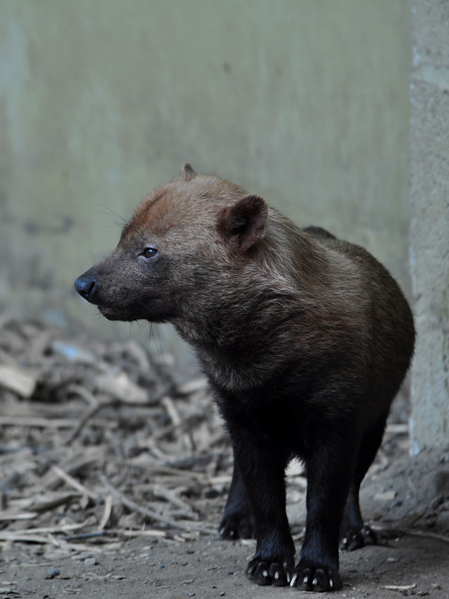 Bush Dog