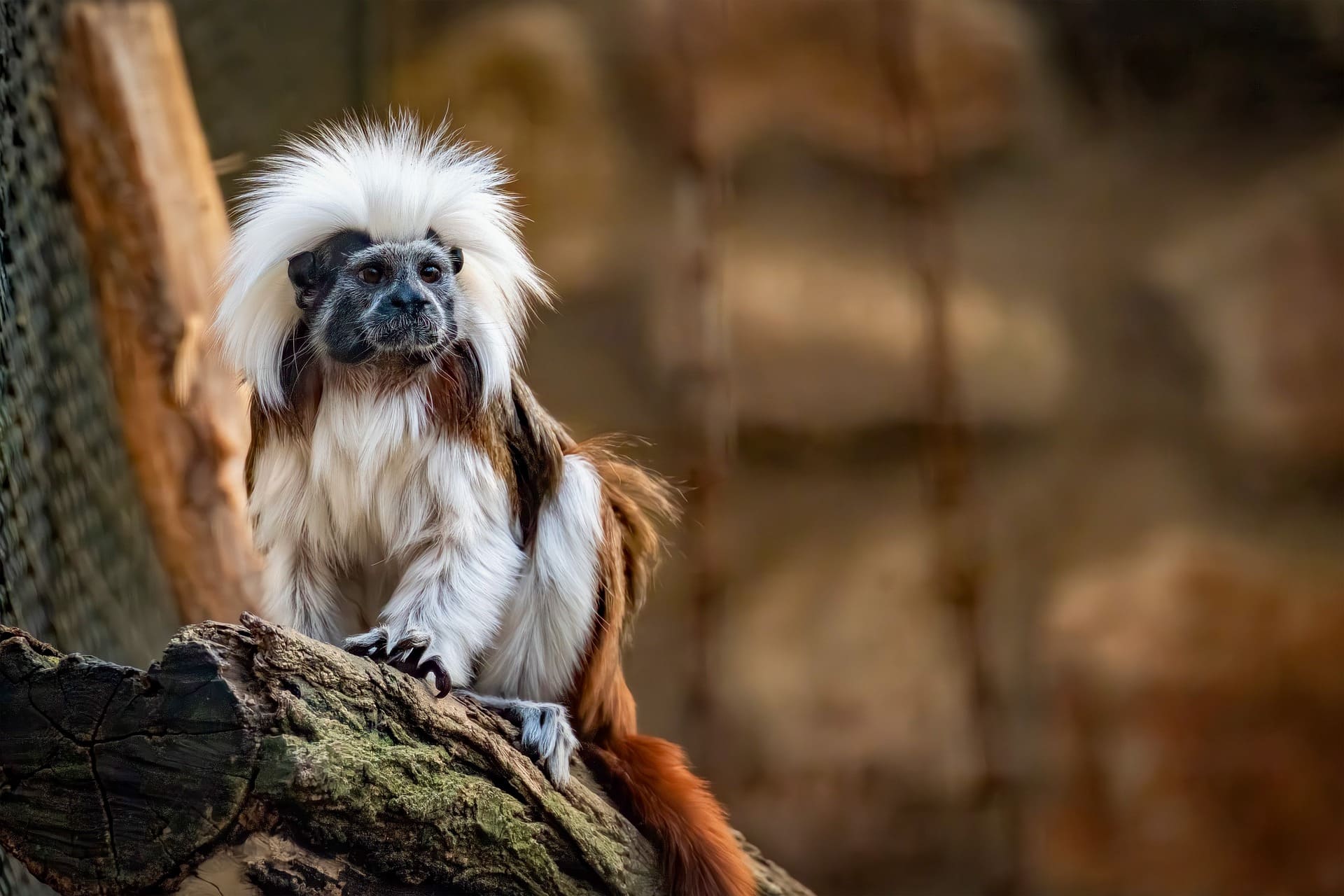Cotton-top Tamarin
