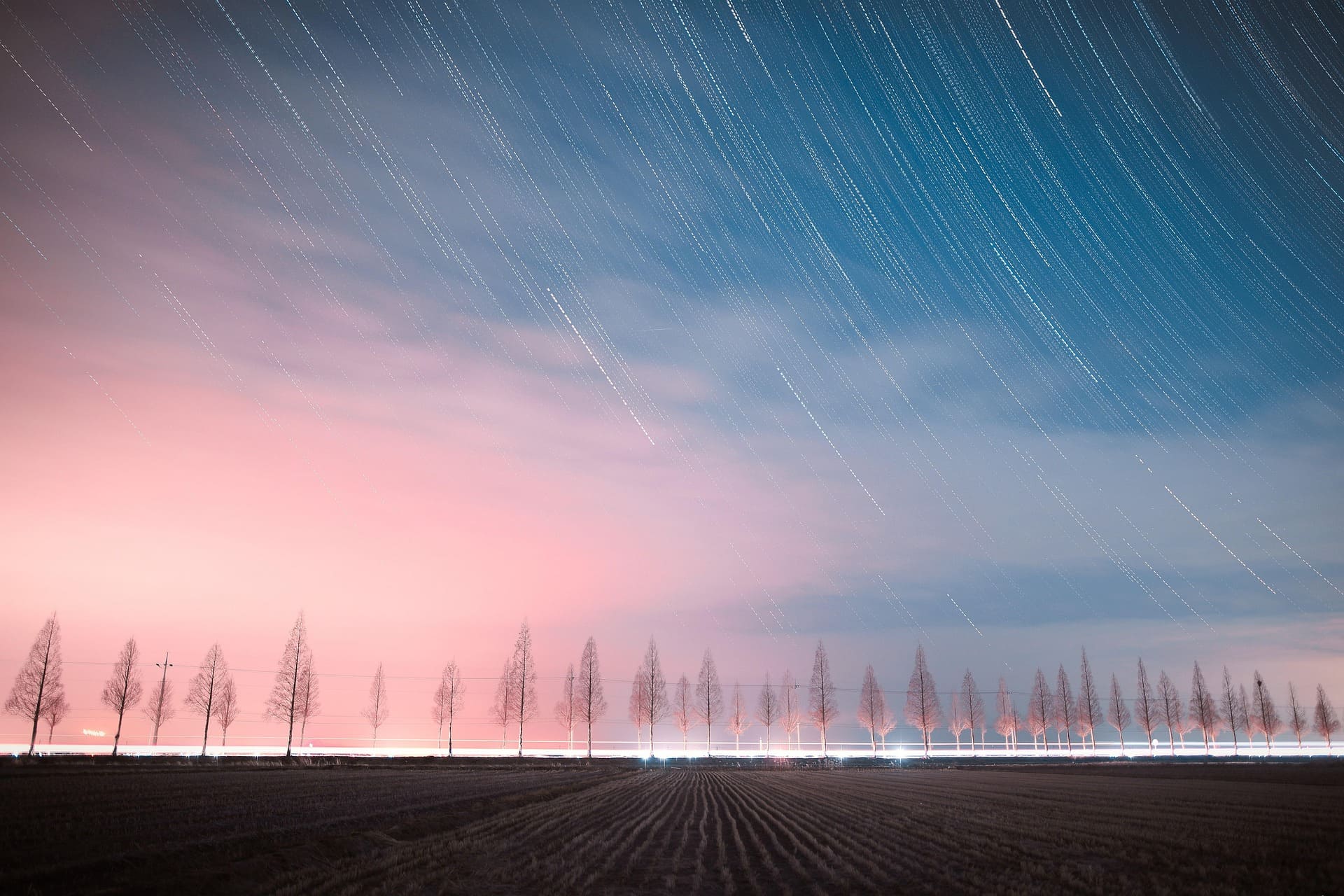 Trees Dusk