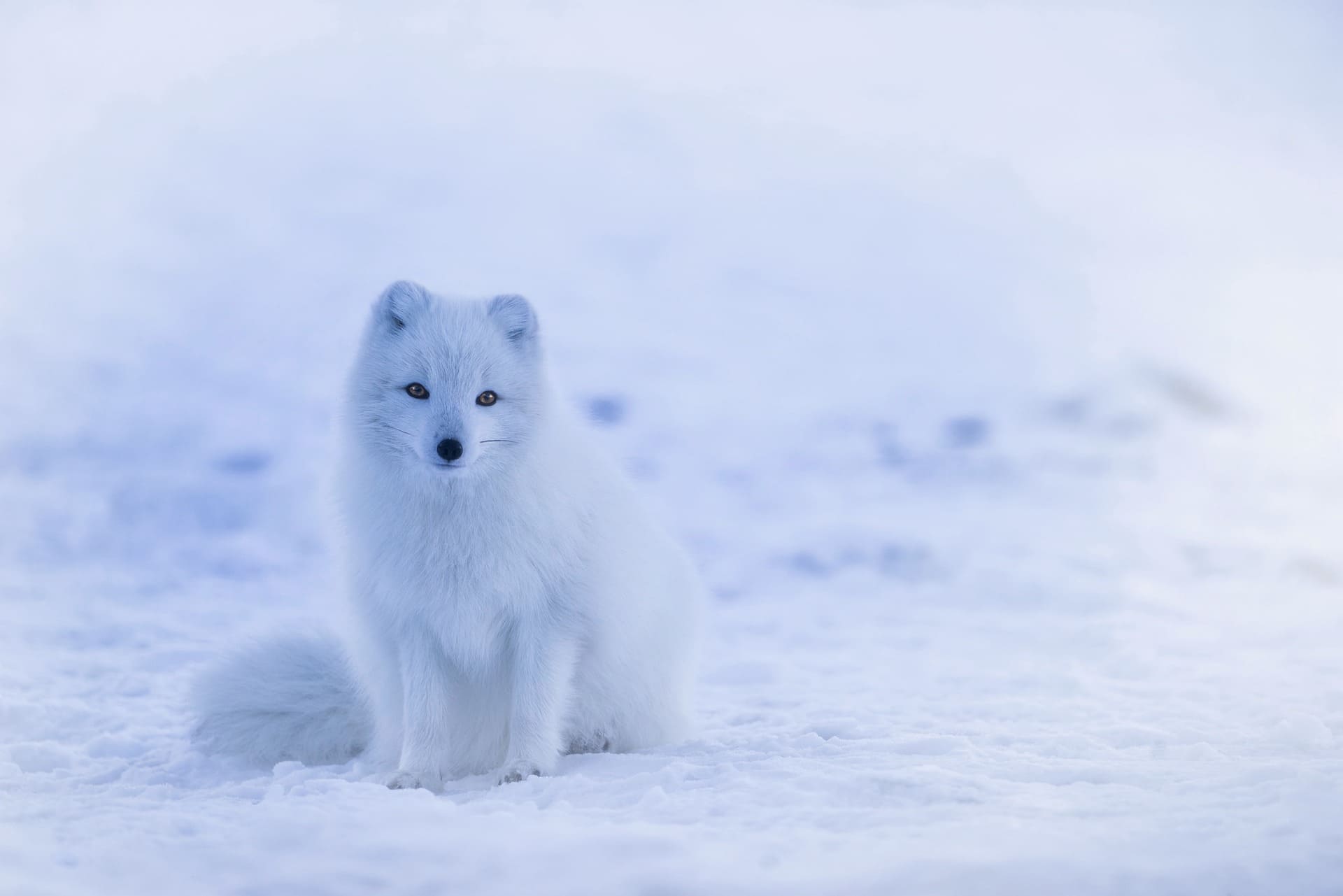 Iceland Arctic Fox