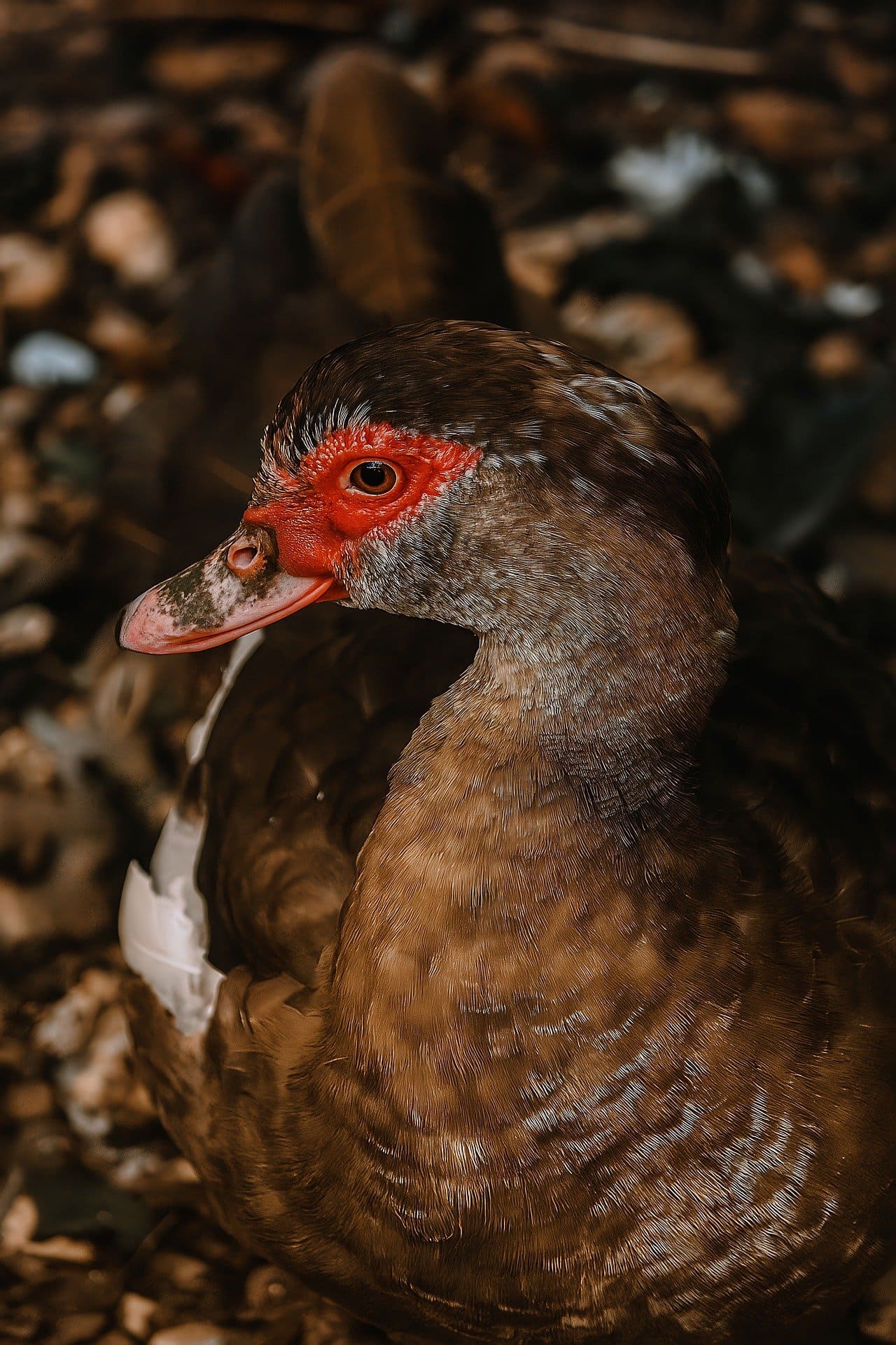 Duck