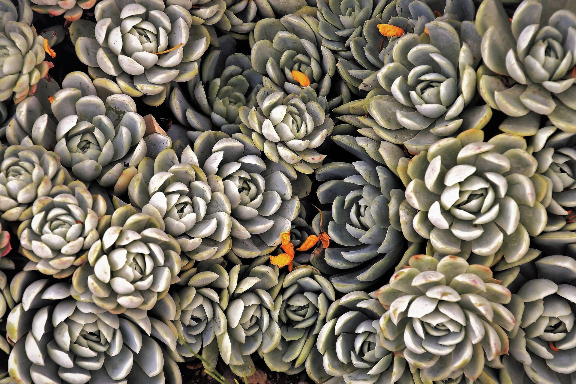 Succulents Plants