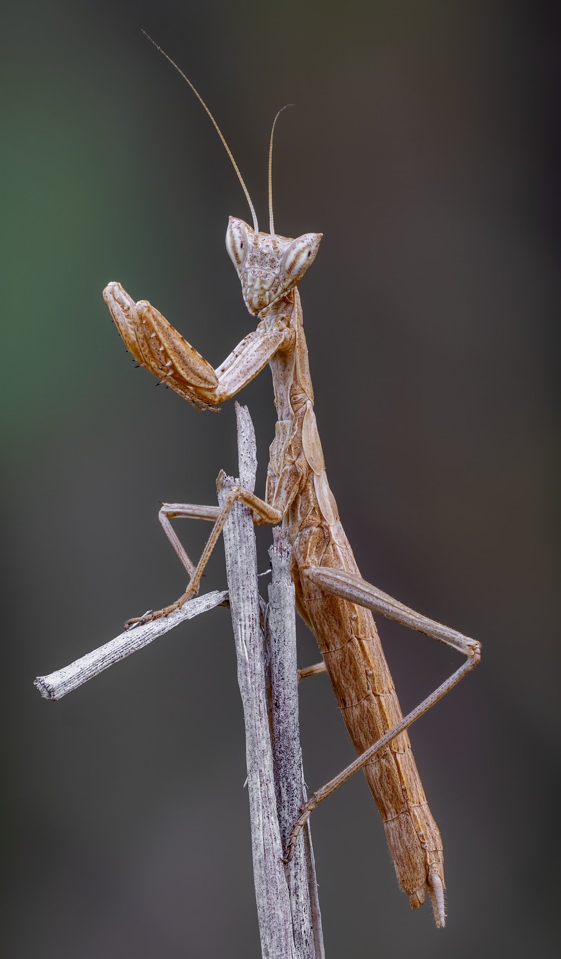 Dwarf Mantis